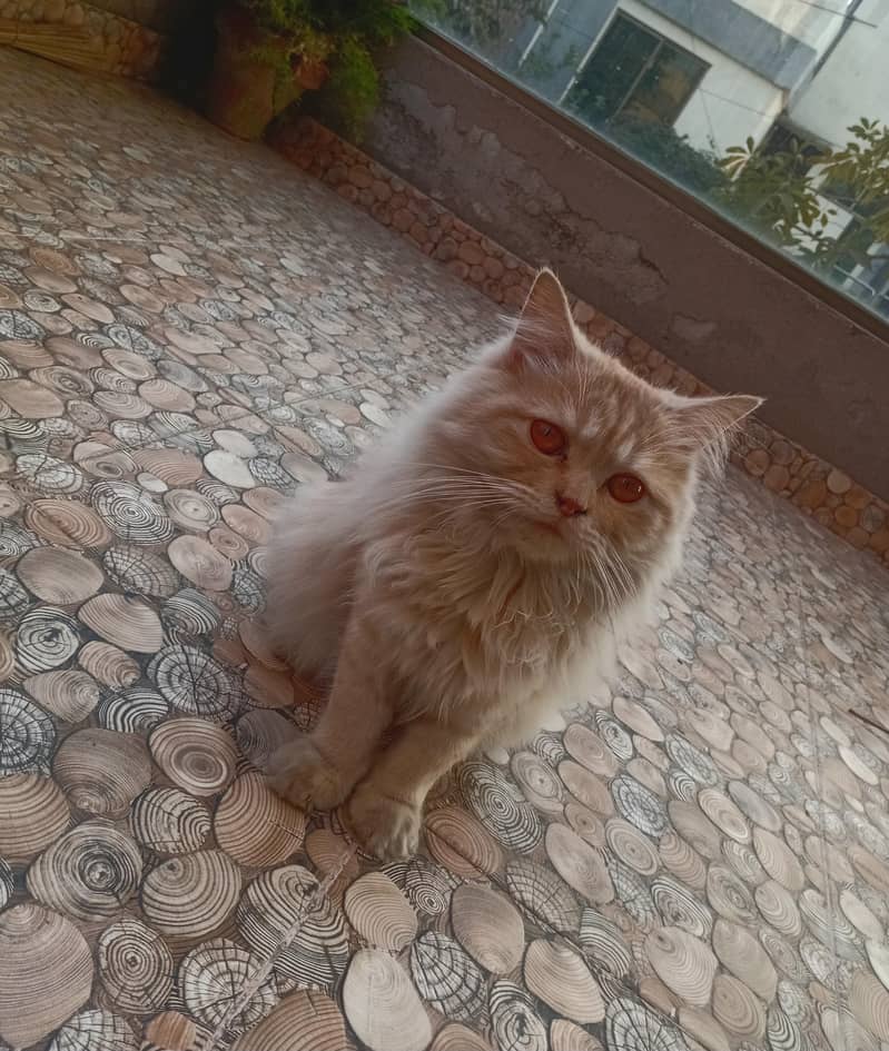 persian cat 2