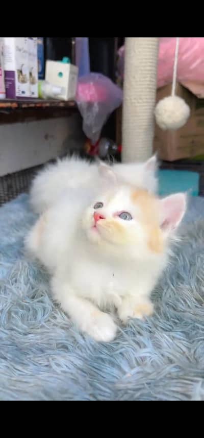 Quality Persian Punch face cat & kitten =03065316938=Whatsapp
