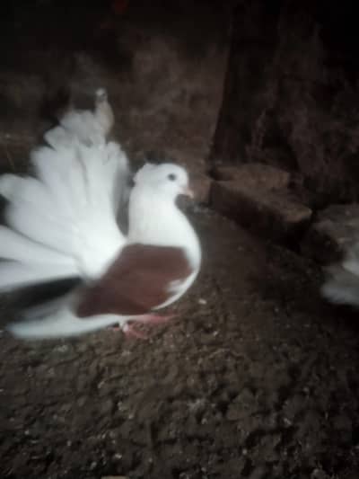 لکے کبوتر براۓ فروخت