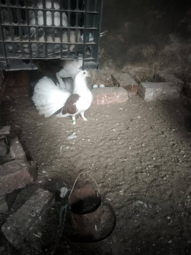 لکے کبوتر براۓ فروخت 1