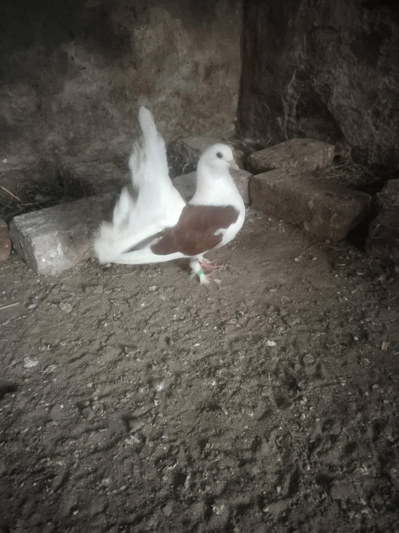 لکے کبوتر براۓ فروخت 2