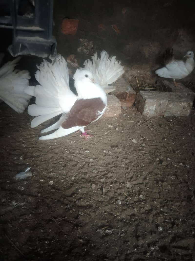 لکے کبوتر براۓ فروخت 3