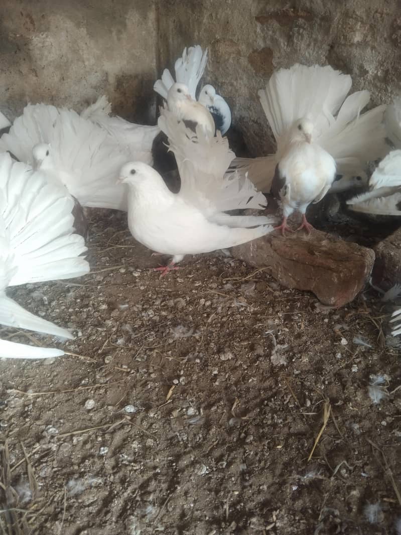 لکے کبوتر براۓ فروخت 4