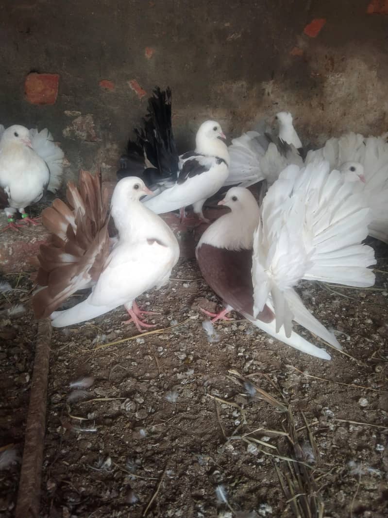 لکے کبوتر براۓ فروخت 5