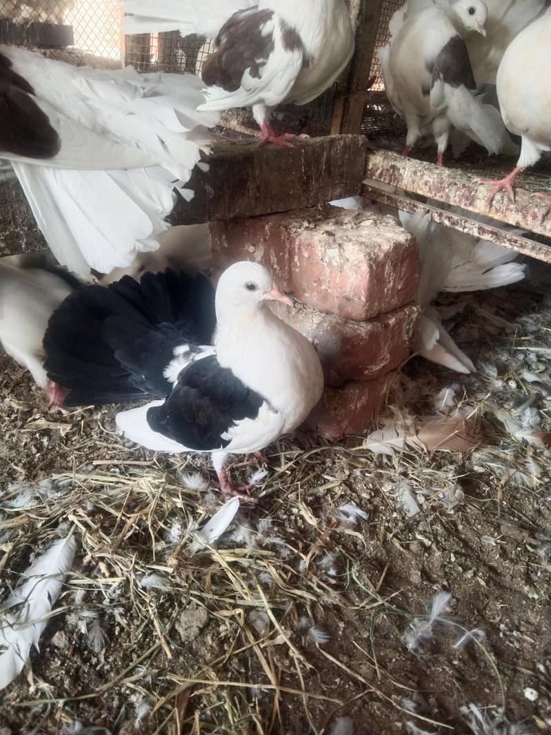 لکے کبوتر براۓ فروخت 6
