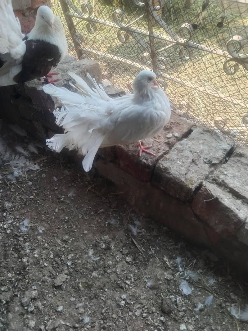 لکے کبوتر براۓ فروخت 7