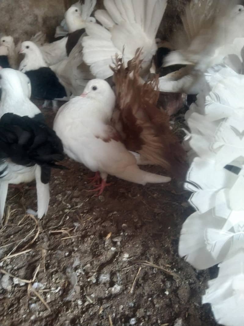 لکے کبوتر براۓ فروخت 8