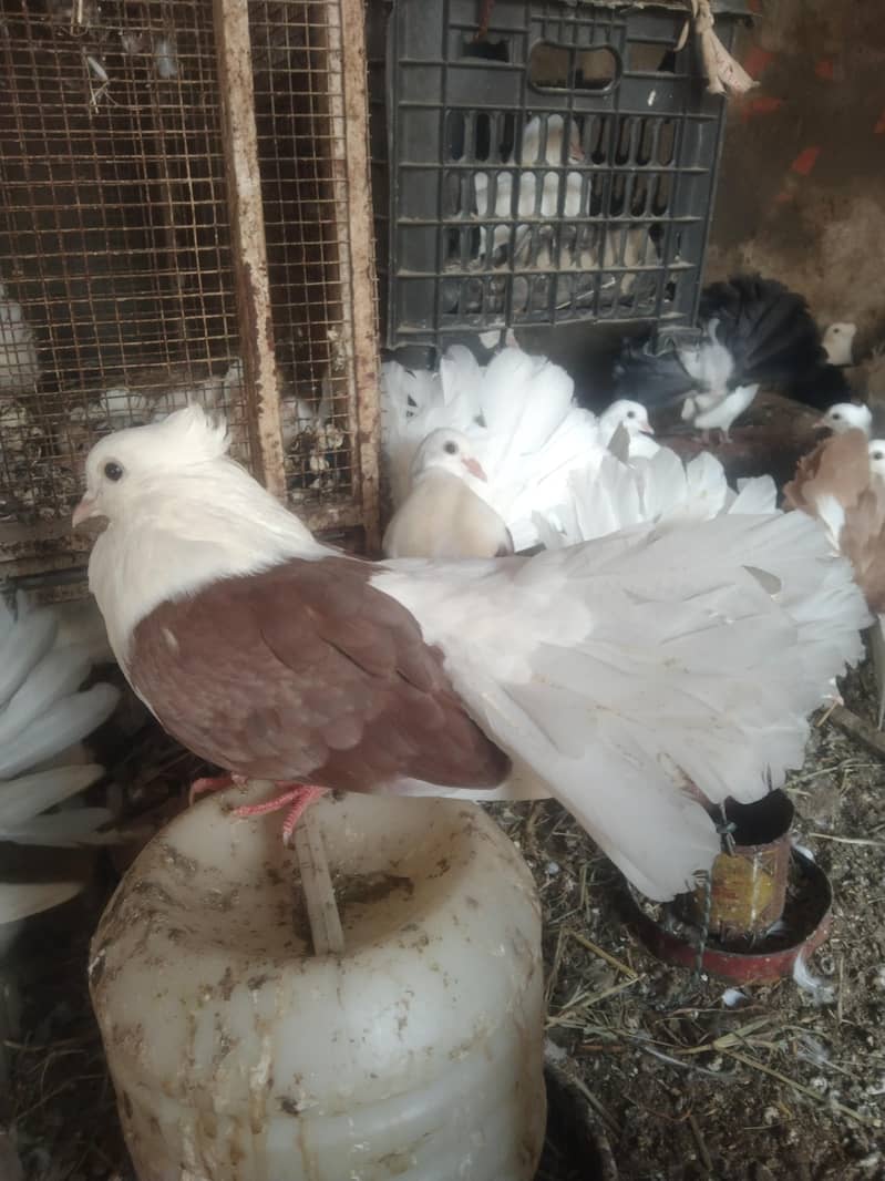 لکے کبوتر براۓ فروخت 9