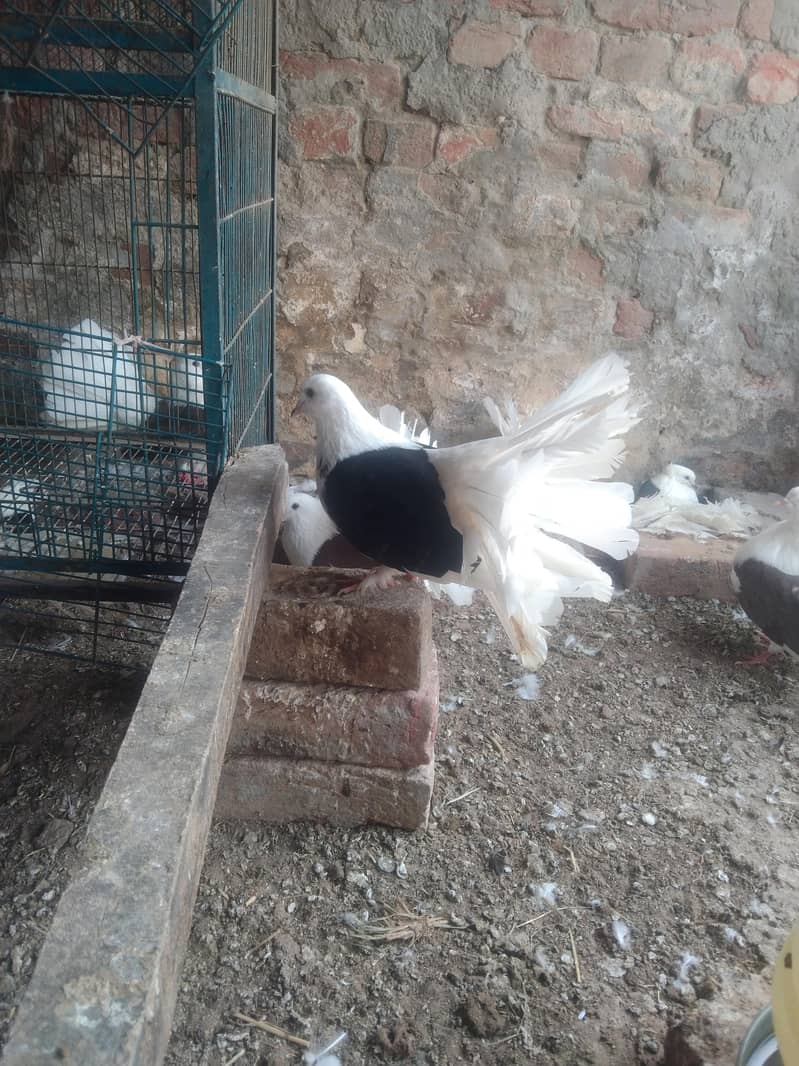 لکے کبوتر براۓ فروخت 10