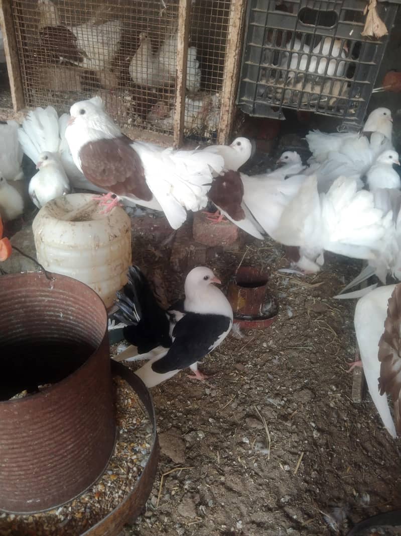 لکے کبوتر براۓ فروخت 11