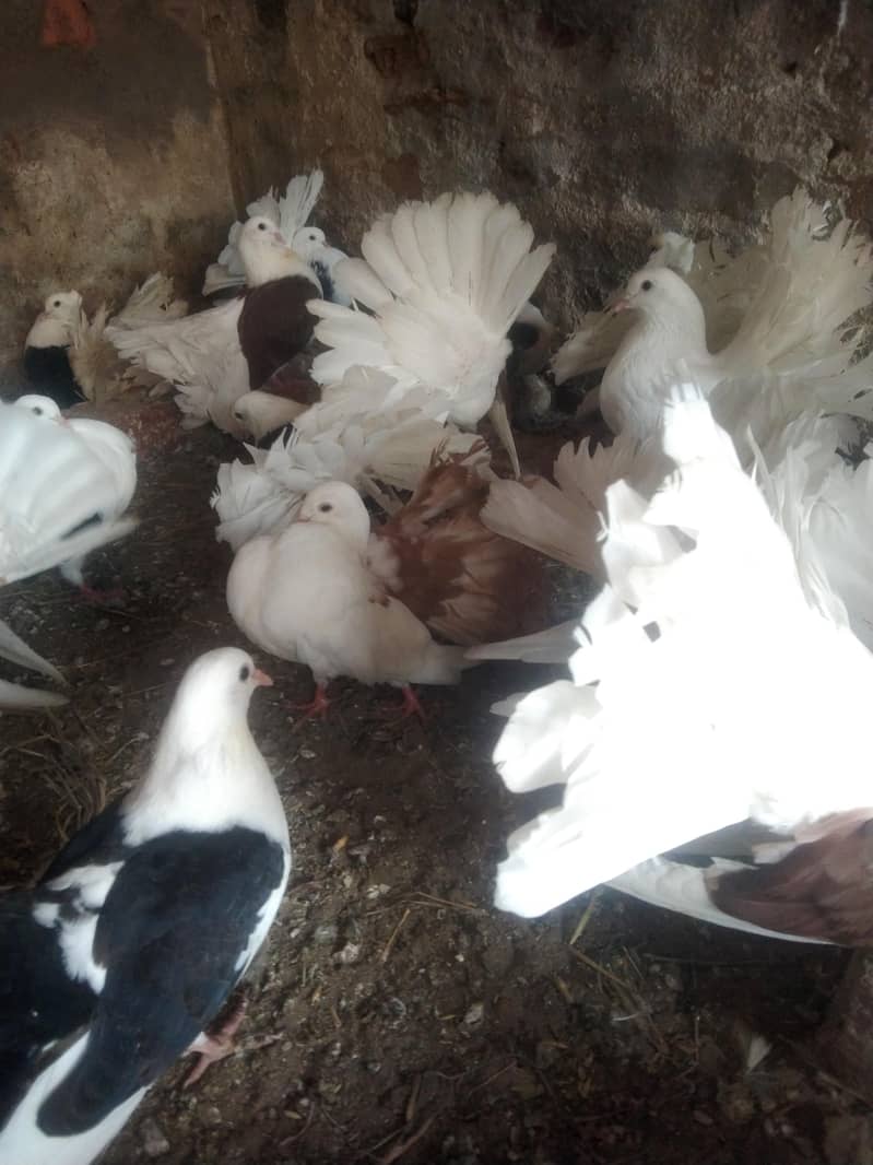 لکے کبوتر براۓ فروخت 12