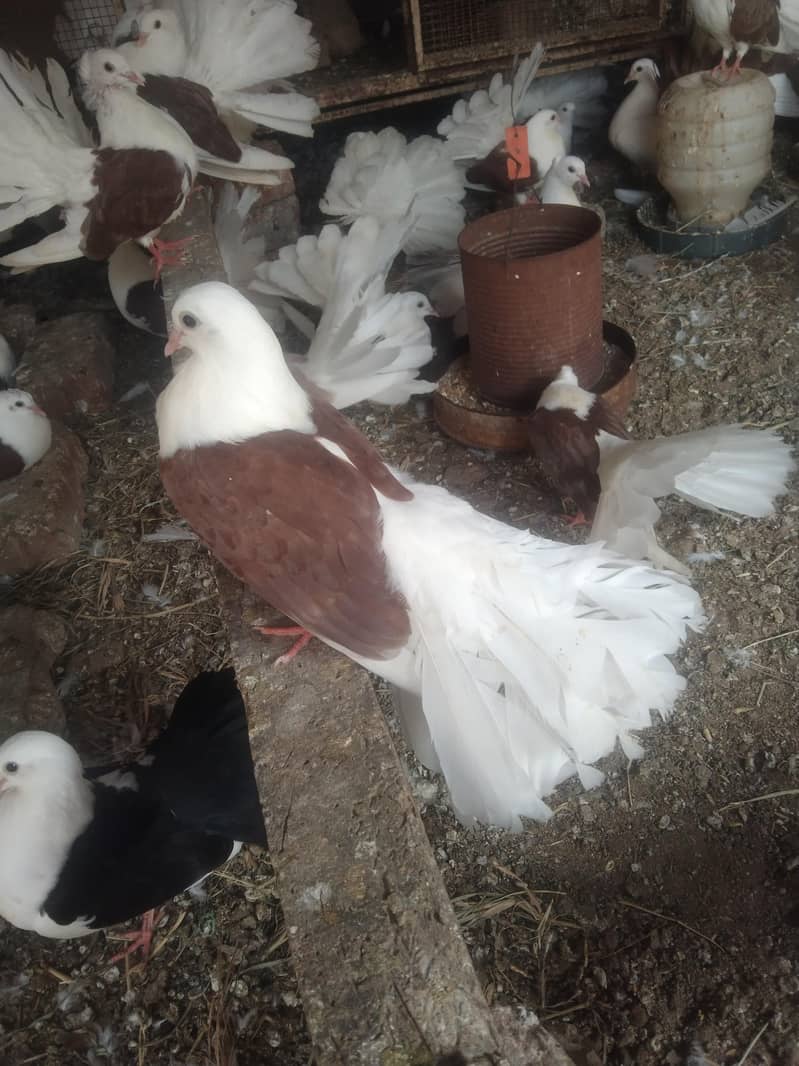 لکے کبوتر براۓ فروخت 13