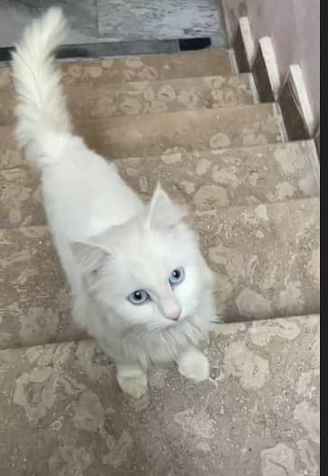 white persian cat with sky blue eyes