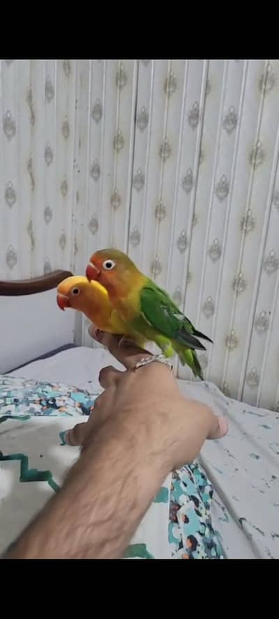 handtame love birds