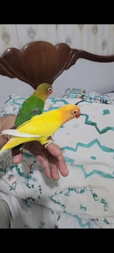 handtame love bird