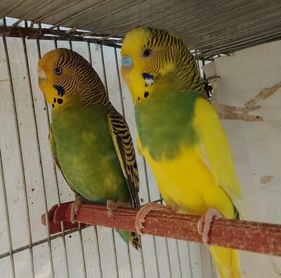 green female yellow male