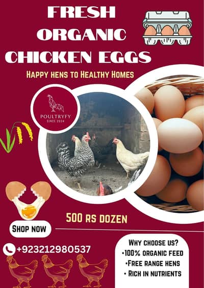 Fresh organic desi eggs