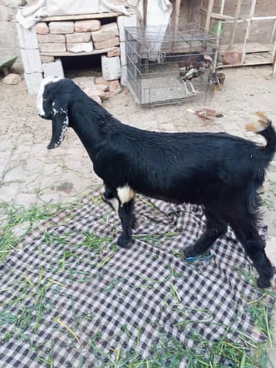 Bakra 6 month age for sale