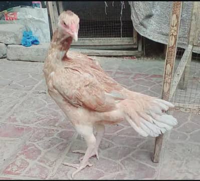 Aseel Hen / Aseel Murghi / Eggs Laying Hen