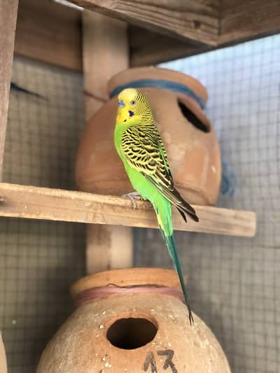 Austalian Bugies parrot 2 pair