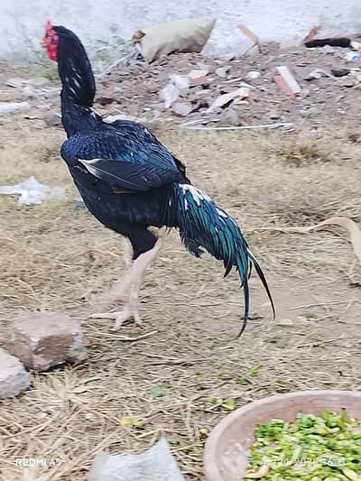 Murga for sale ik ankh Sy kaana ha