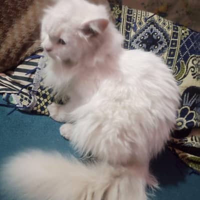 white Persian cat to for sale