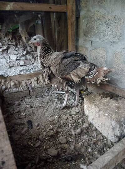 Turkey bird female