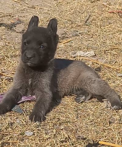 Belgium melinos puppy pair show quality healthy and active for sale