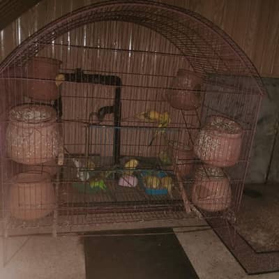 6 pair budgies parrots with cage 2x2.5 feet