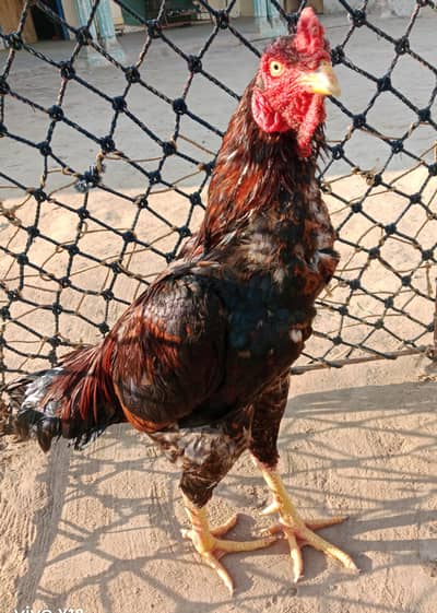 Aseel Lakha murga 0320-6541495 WhatsApp or call