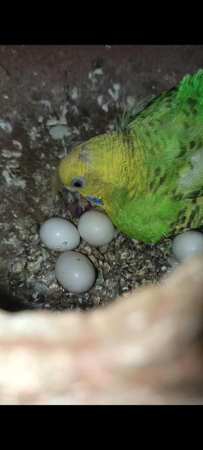 Australian Parrots Breeder Pair With Eggs