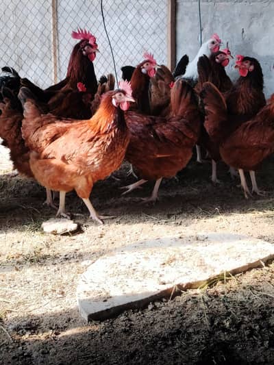 rir comarshal egg lawing female foresale sab female eggs derahi han