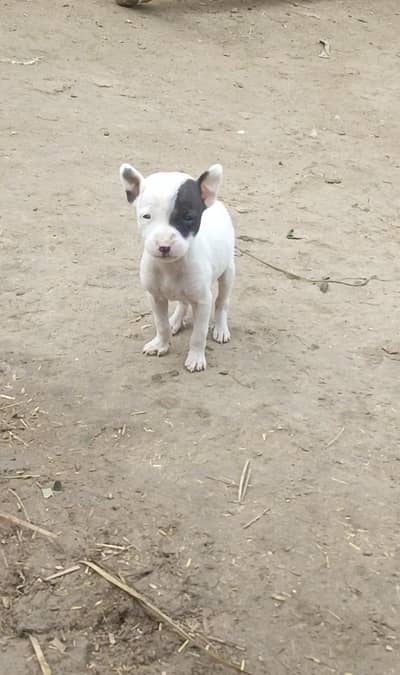 Pure Gultair Female 32 Days