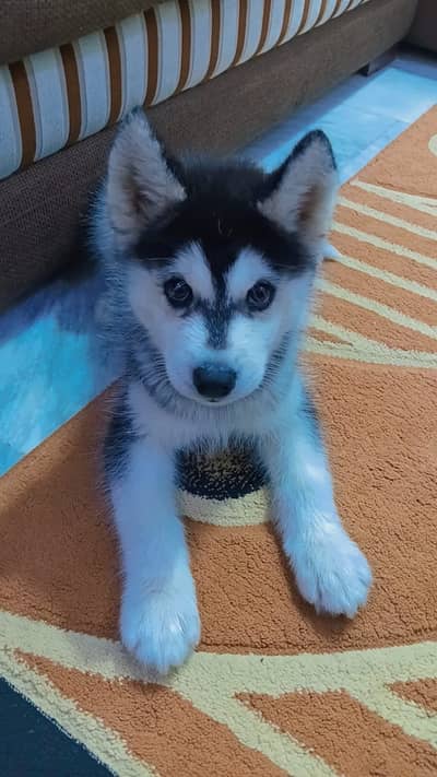 Syberian Husky Puppy