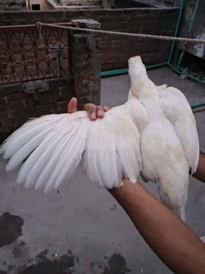 paper white heera aseel