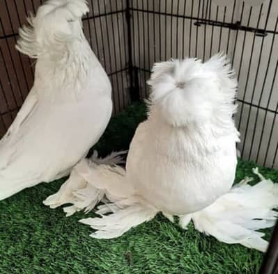 Fancy pigeon Bokhara trumpeter