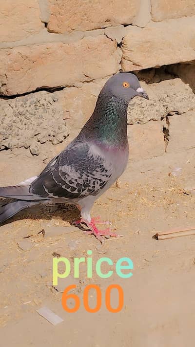 I am selling my pigeons watsaapp and  simple number (03216921490)