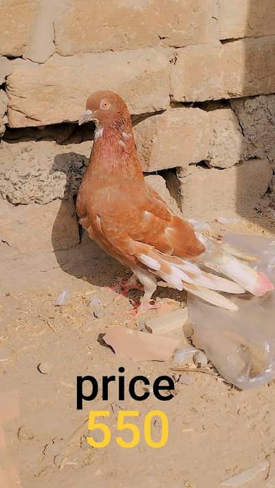 I am selling my pigeons watsaapp and  simple number (03216921490)