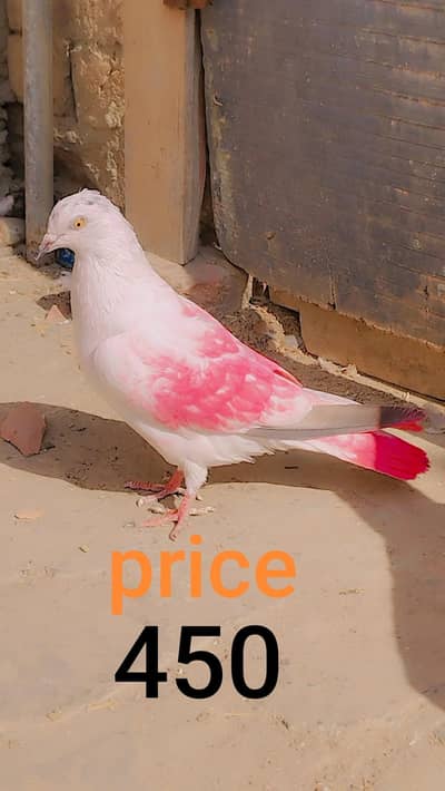 I am selling my pigeons watsaapp and  simple number (03216921490)