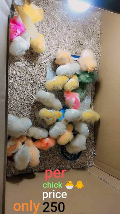 1 day offer pigeons only 300 watsaapp and  simple number (03216921490)