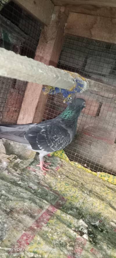 dourbeen teddy face cross main