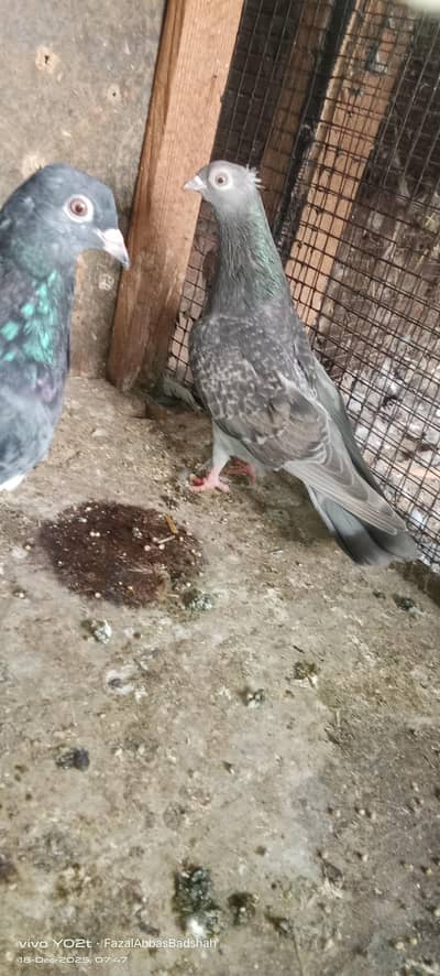 dourbeen teddy face cross main