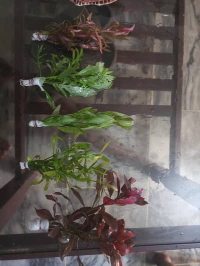 aquarium plants