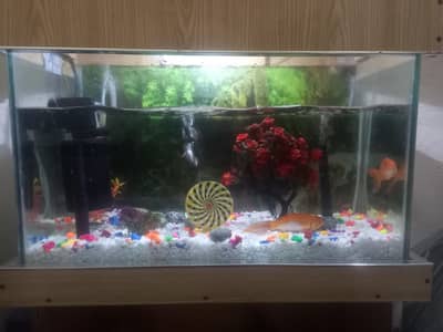 Aquarium With Inner Filter