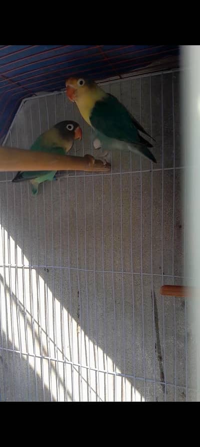 parblue Breader pair