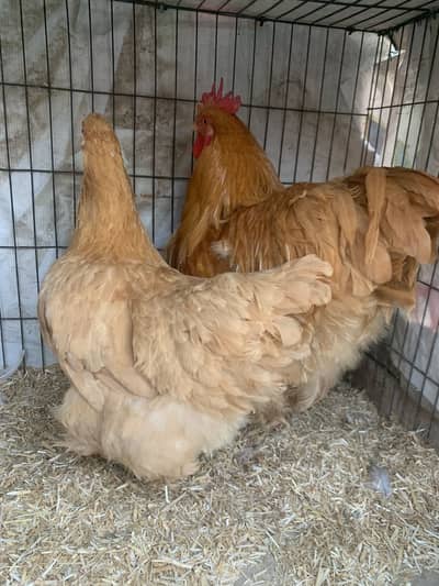 Golden Buff Pair Top Class