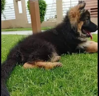 German shepherd puppies  my WhatsApp number 03245285207