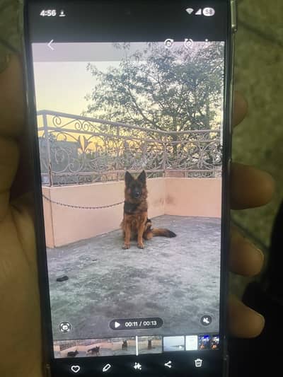 German shepherd female for sale