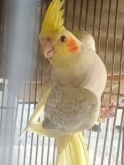 all mutation finches pair and cocktail pair