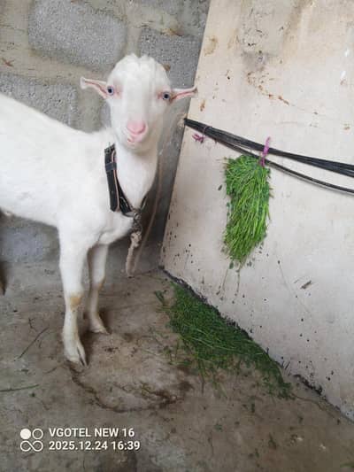 white eyes tedha pink nose 0 saiz  for sell